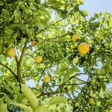 The Small Lemon Garden Casa vacanze